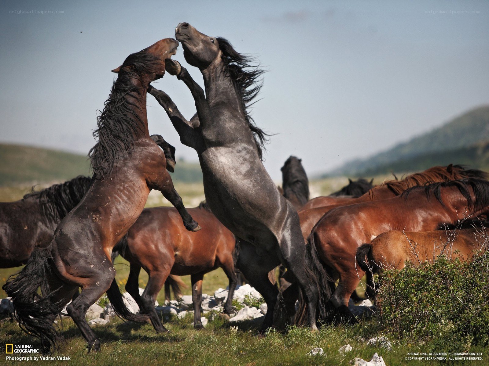 Horses fighting in a field