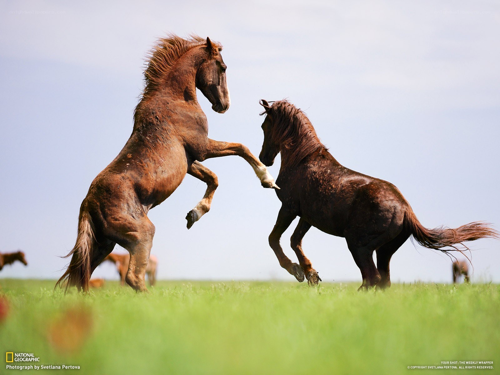 Horses fighting in a field