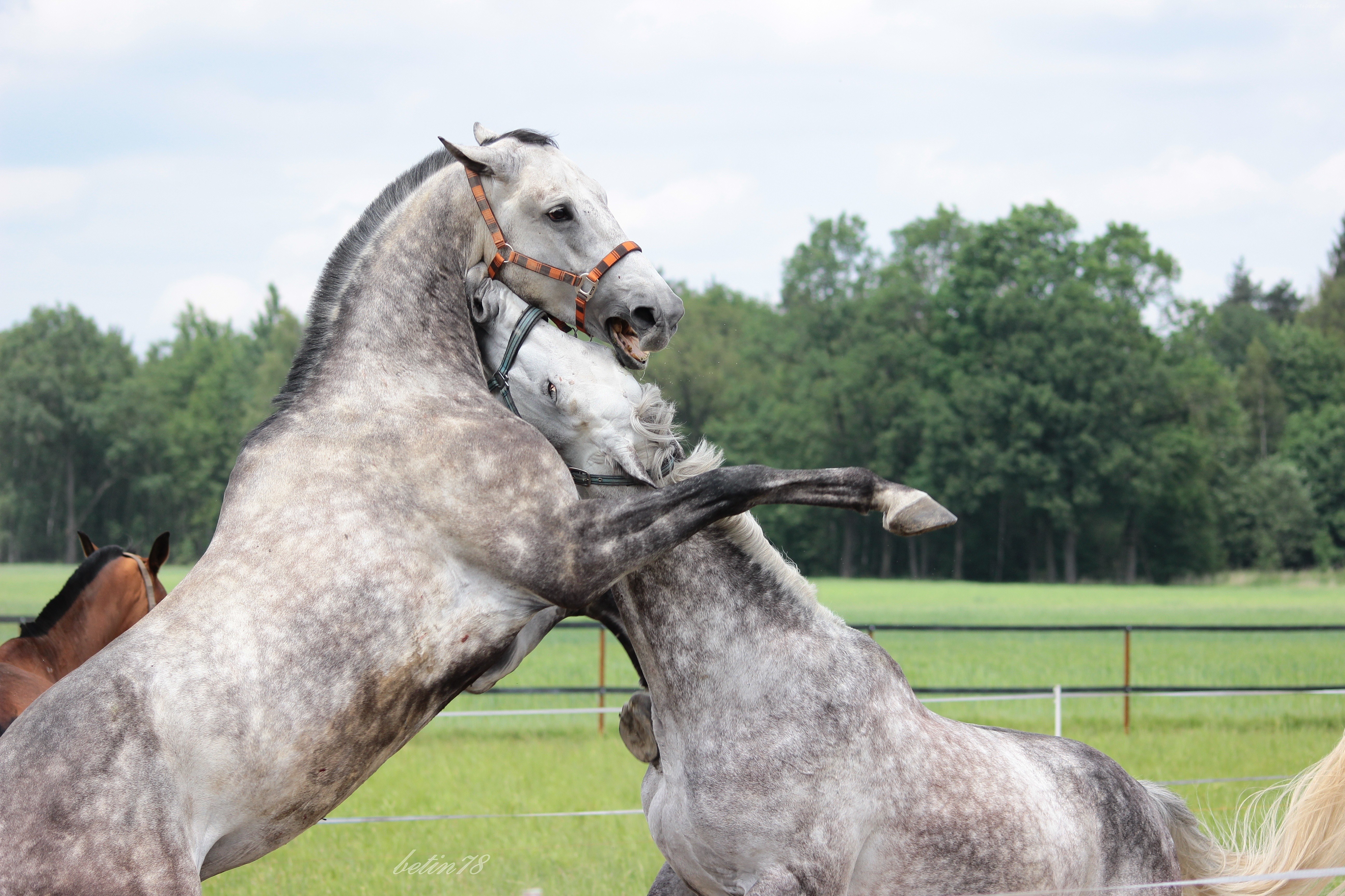 Horses fighting in a field