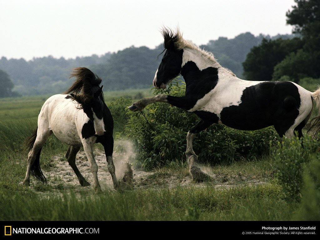 Horses fighting in a field