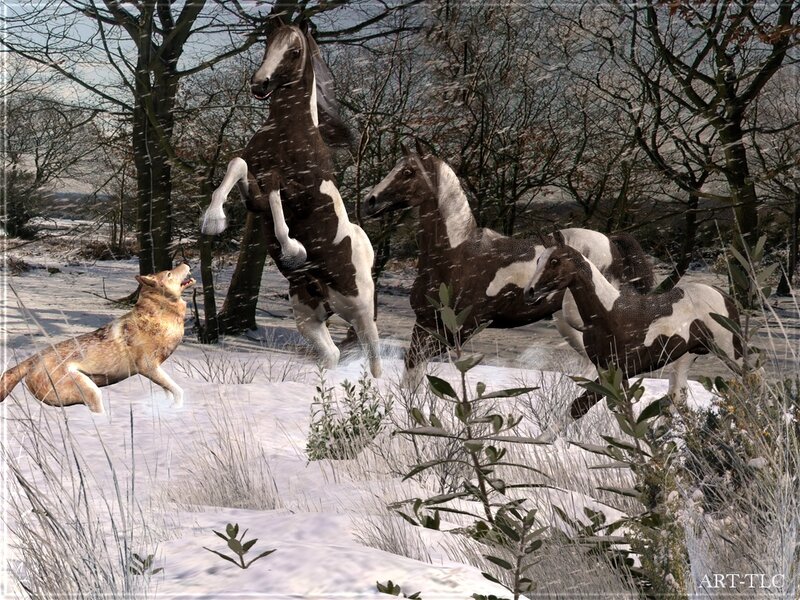 Horses fleeing wolf in snow