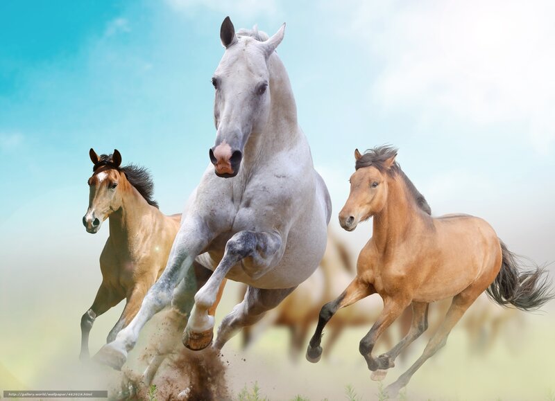 Horses galloping in field