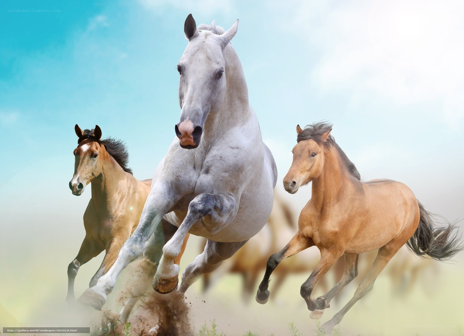 Horses galloping in field
