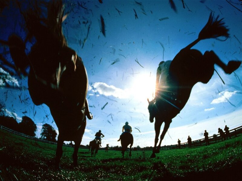 Horses galloping in sunlight