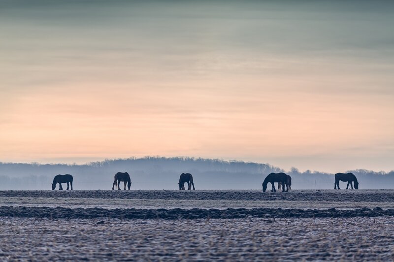 Horses grazing at dawn