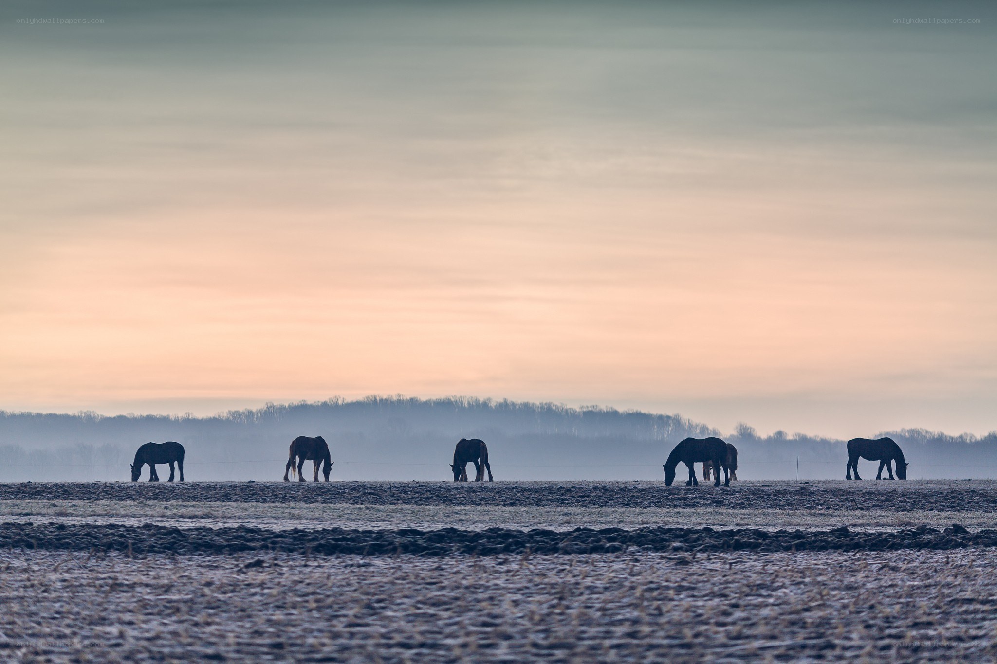 Horses grazing at dawn