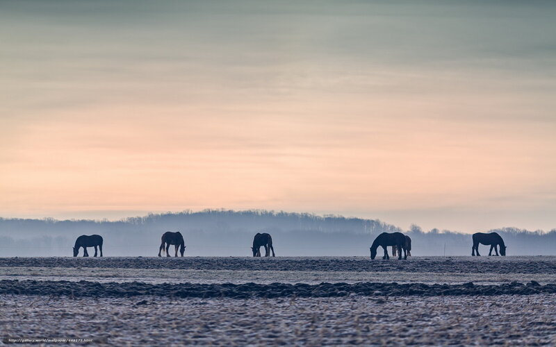 Horses grazing at dawn