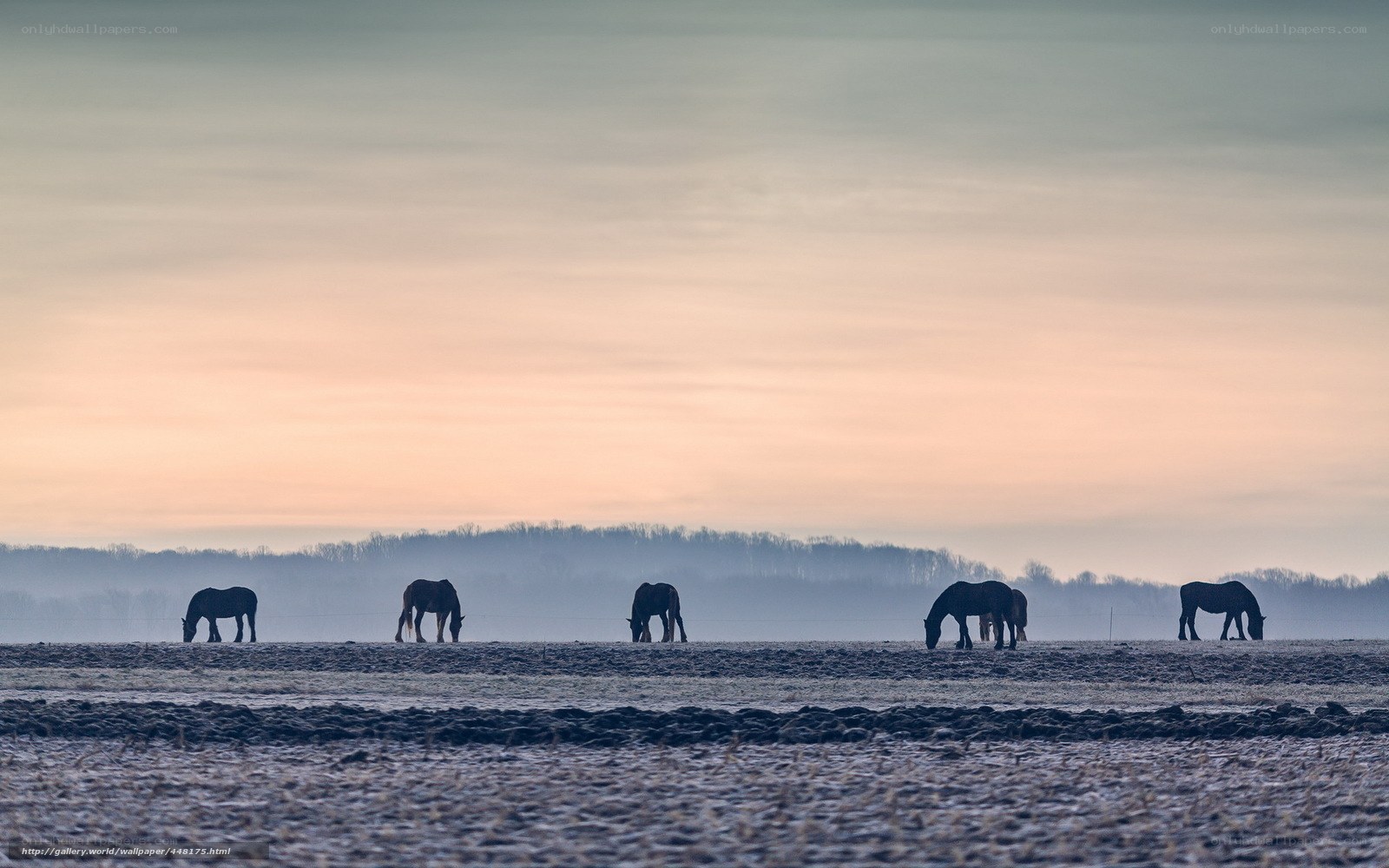 Horses grazing at dawn