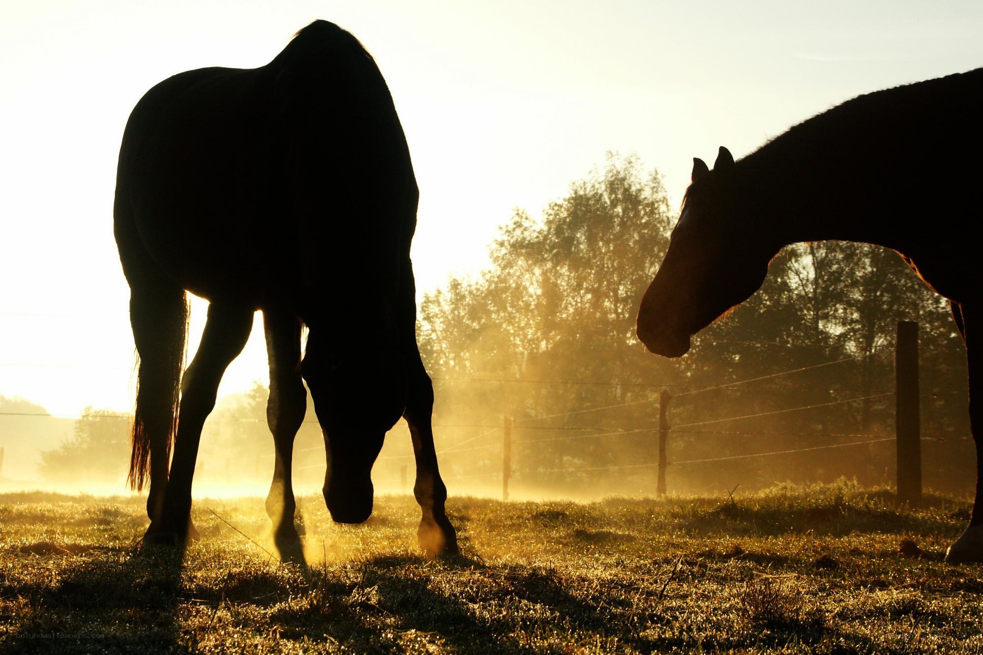 Horses grazing at sunrise