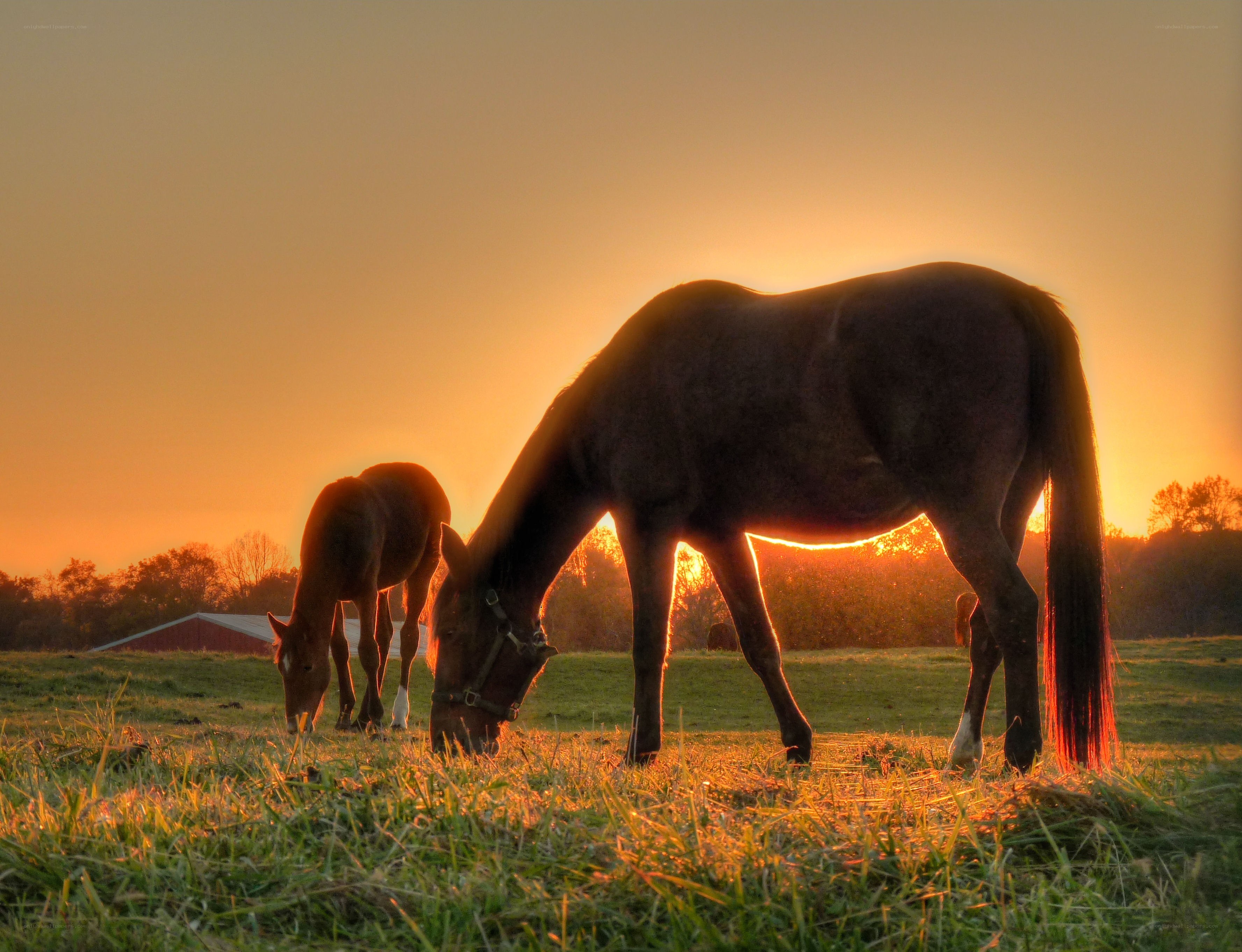 Horses grazing at sunset