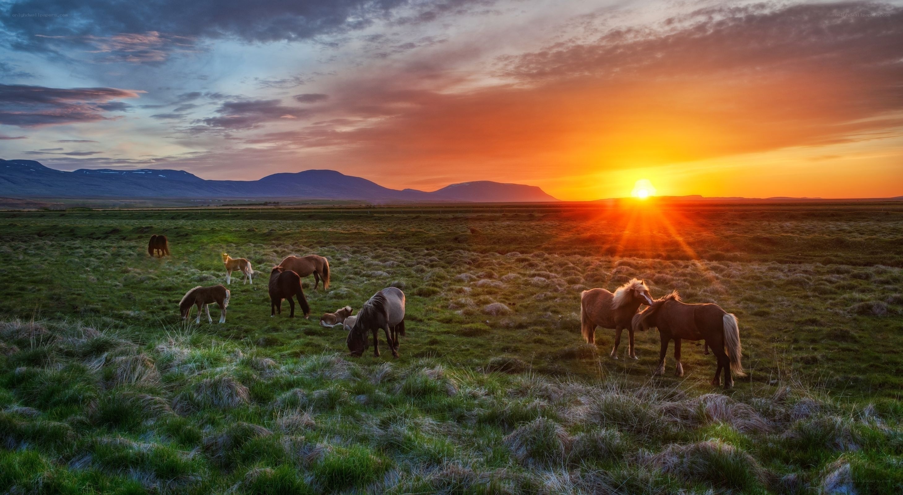 Horses grazing at sunset