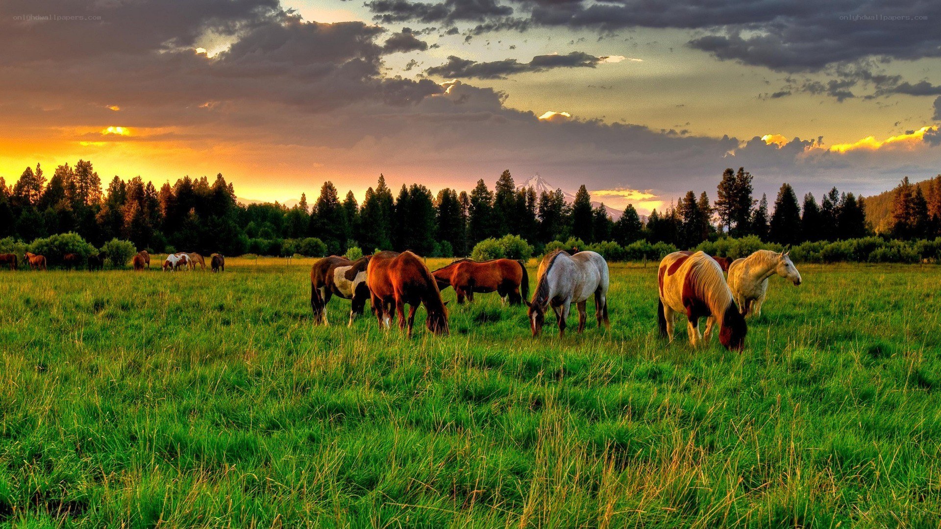 Horses grazing at sunset