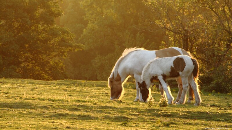 Horses grazing at sunset