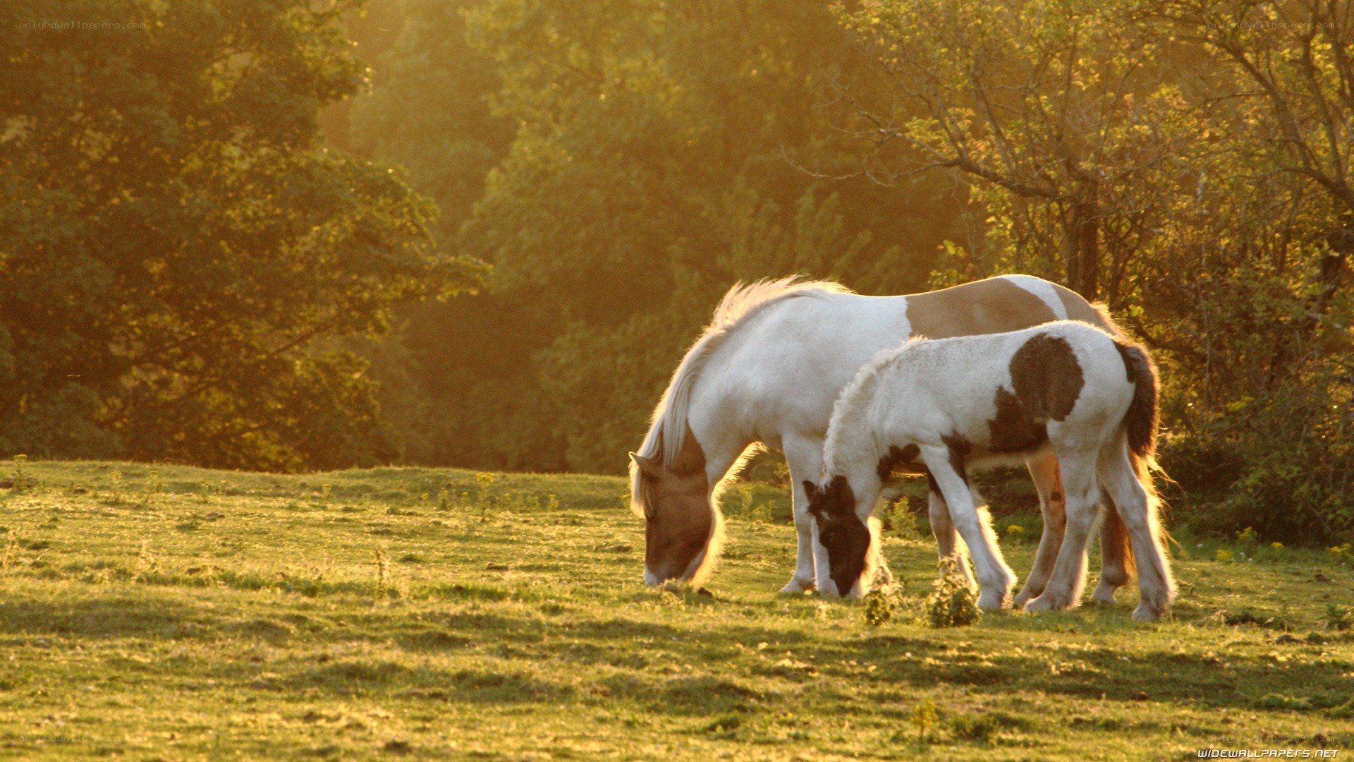 Horses grazing at sunset