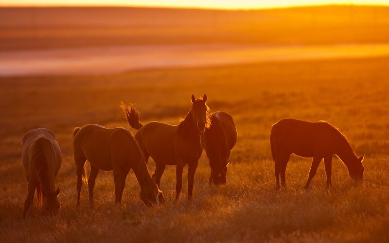 Horses Grazing at Sunset — Orange, Serene, Photograph
