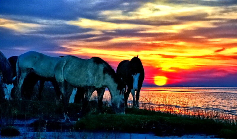 Horses Grazing at Sunset — Orange