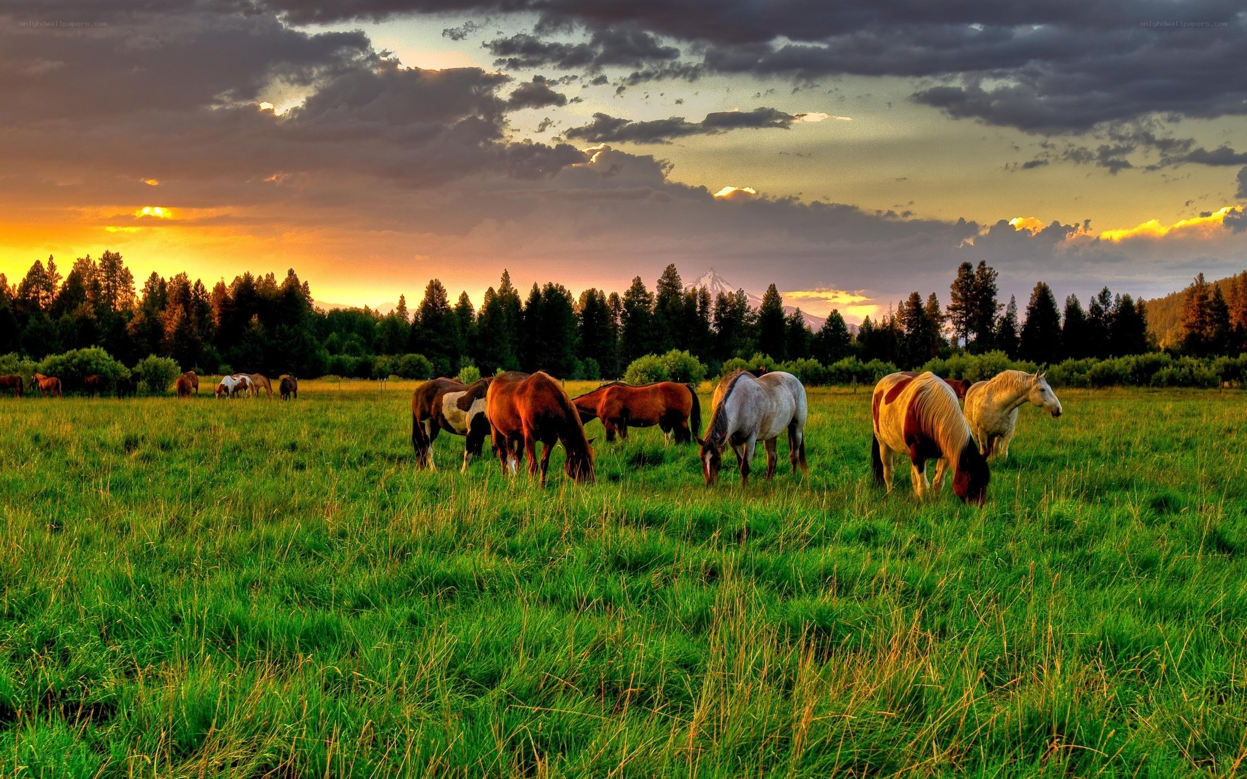 Horses grazing at sunset