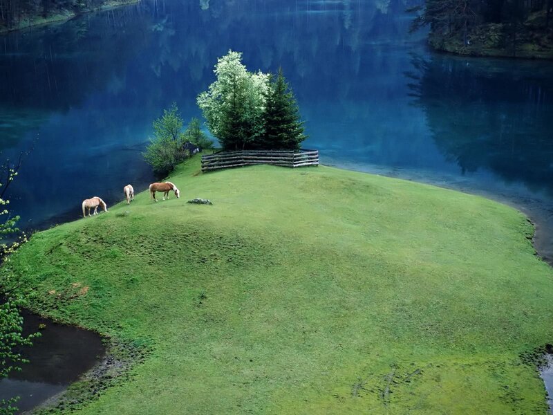 Horses grazing by a lake