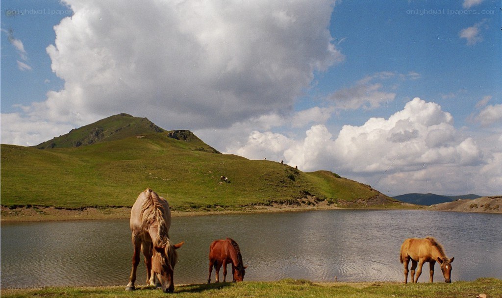 Horses grazing by a lake