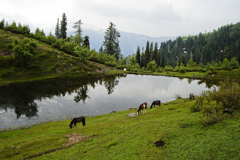 Horses grazing by a mountain lake