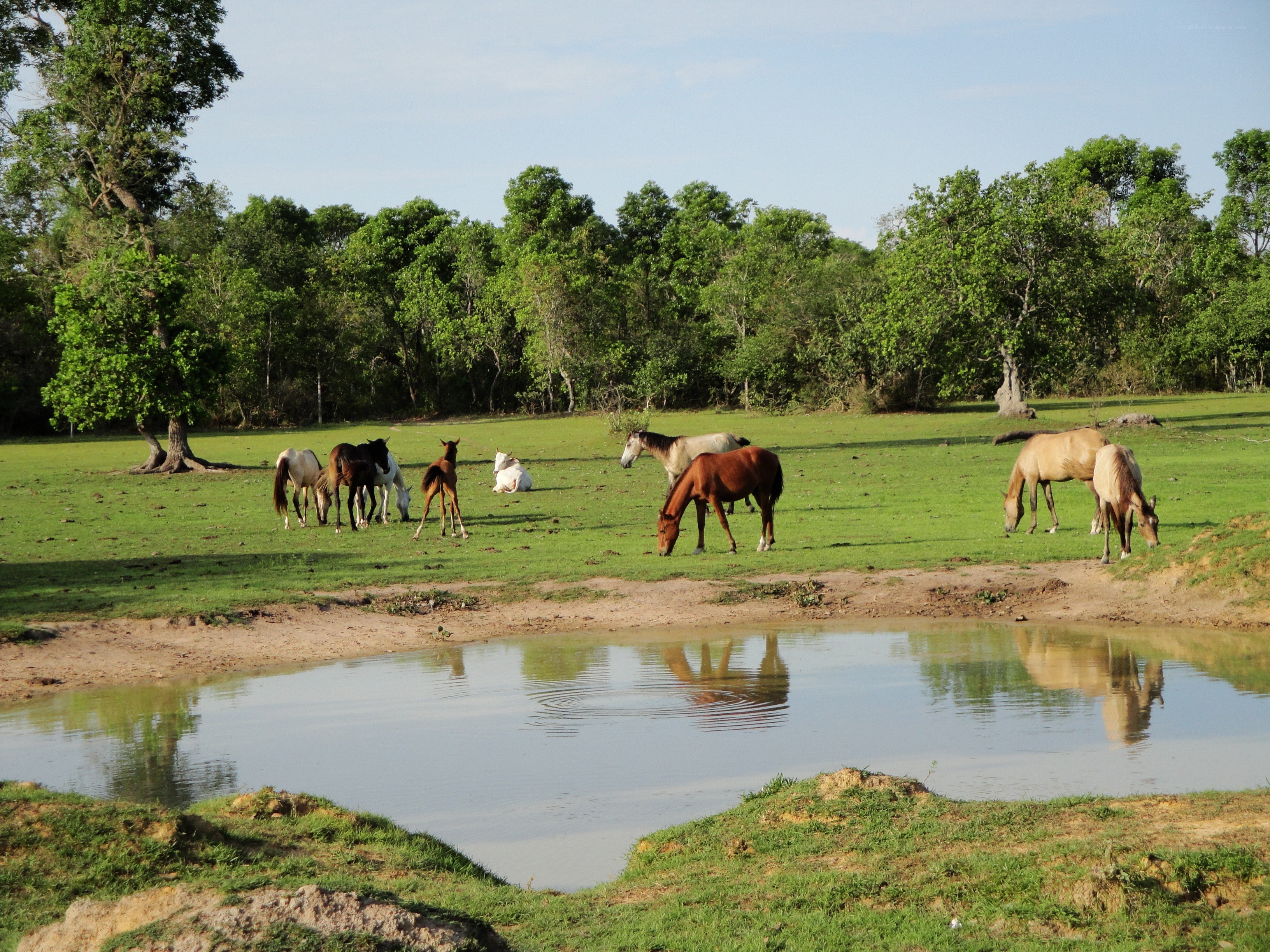 Horses grazing by a pond