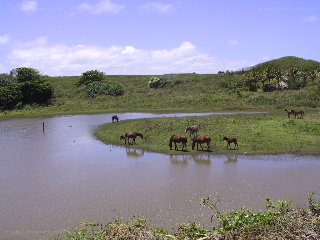Horses grazing by a pond