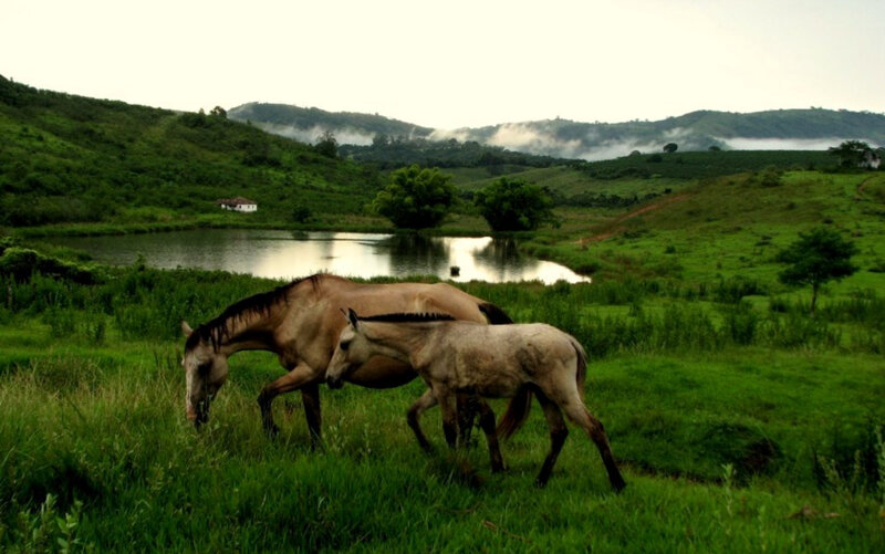 Horses grazing by a pond