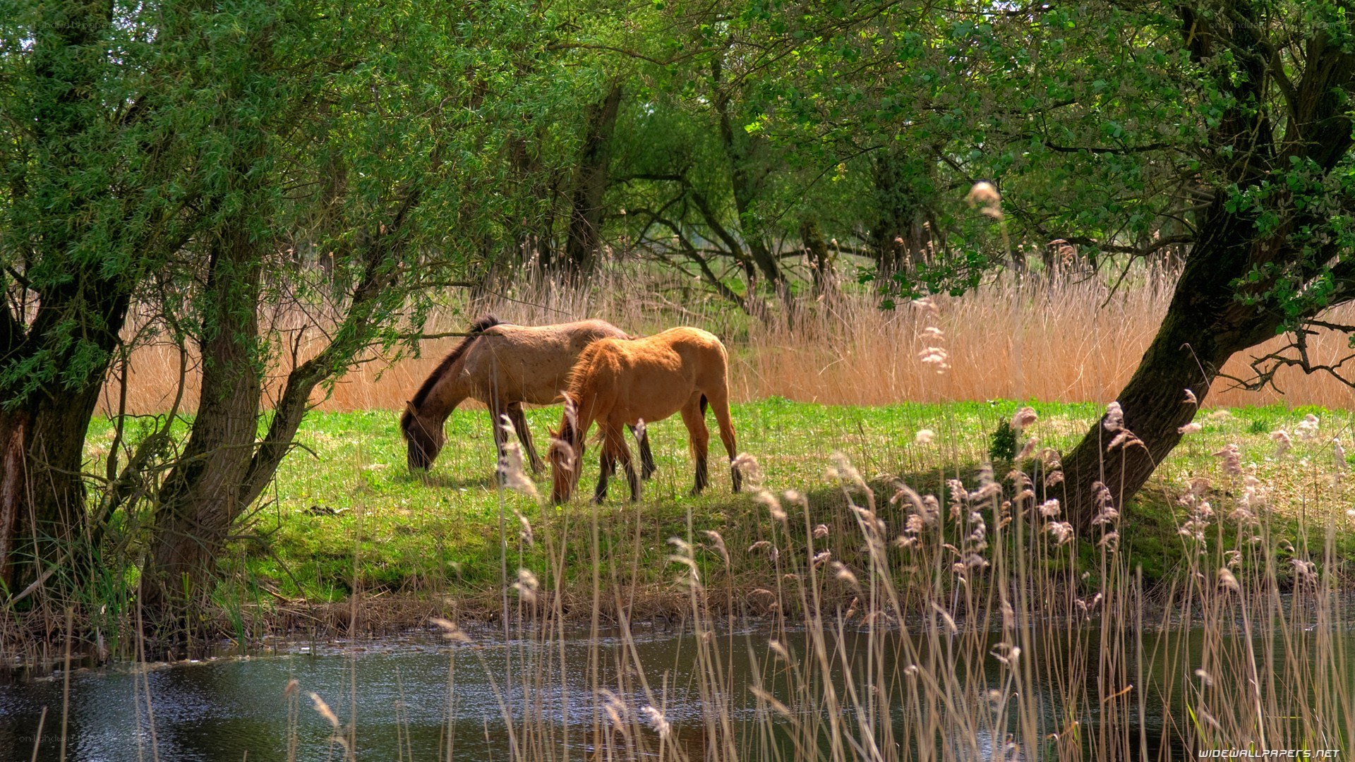Horses grazing by a pond
