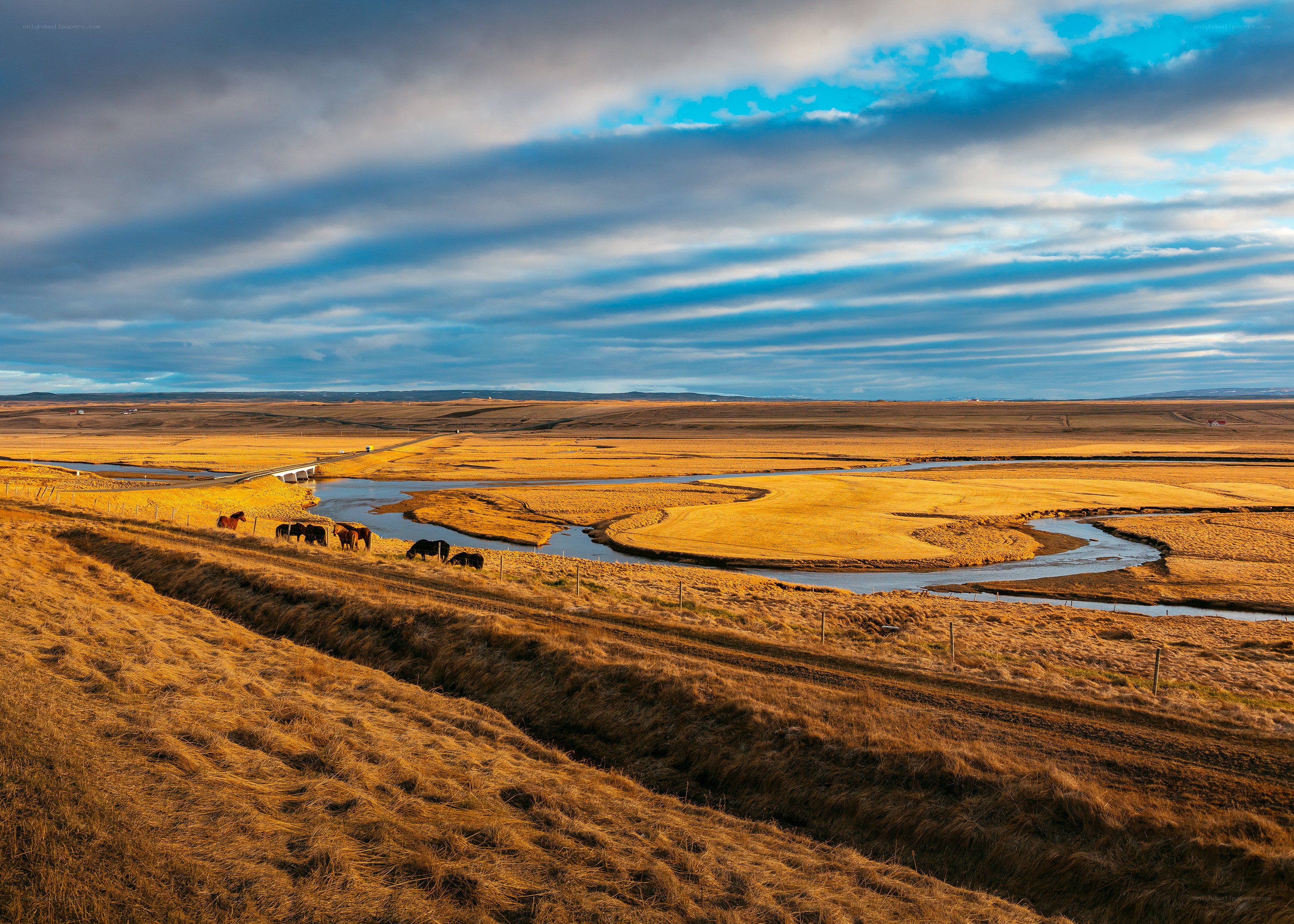 Horses grazing by a river