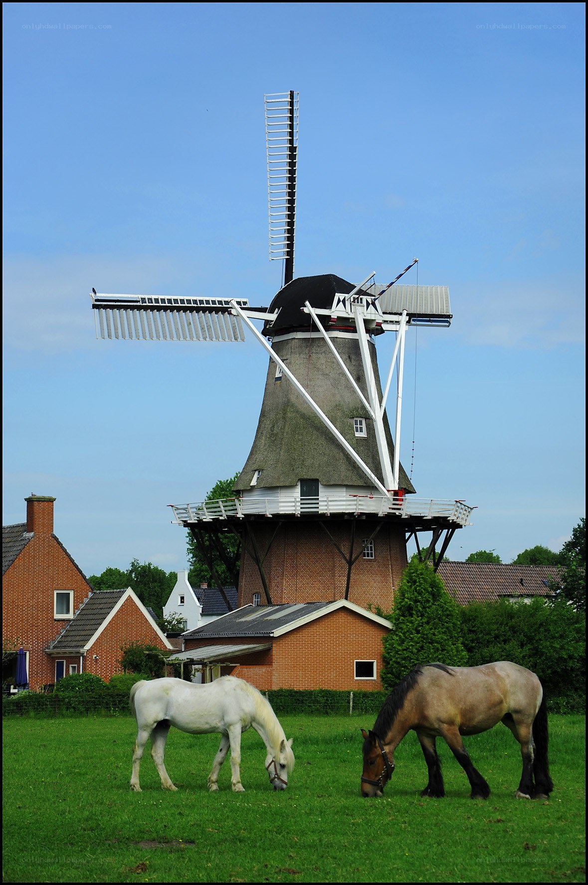 Horses grazing by a windmill