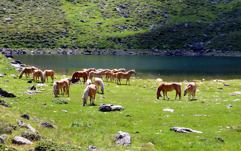 Horses Grazing by Lake — Green