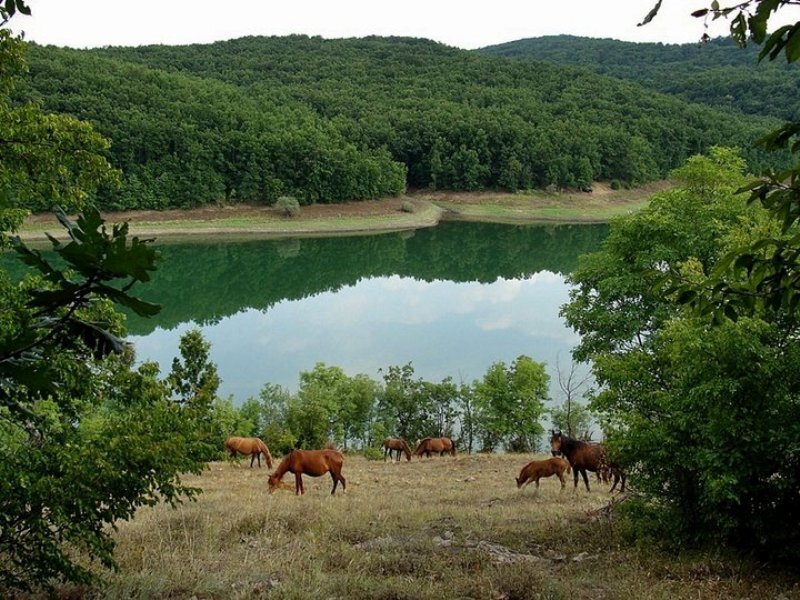 Horses Grazing by Lake