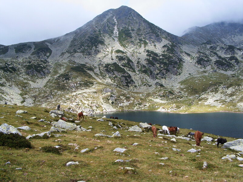 Horses grazing by mountain lake