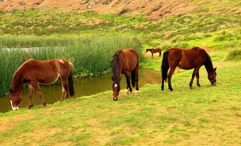 Horses Grazing by Pond — Brown