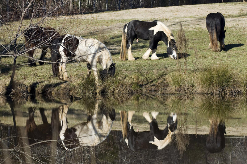 Horses Grazing by Pond