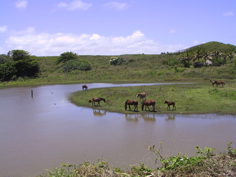 Horses Grazing by River — Green, Serene, Afternoon