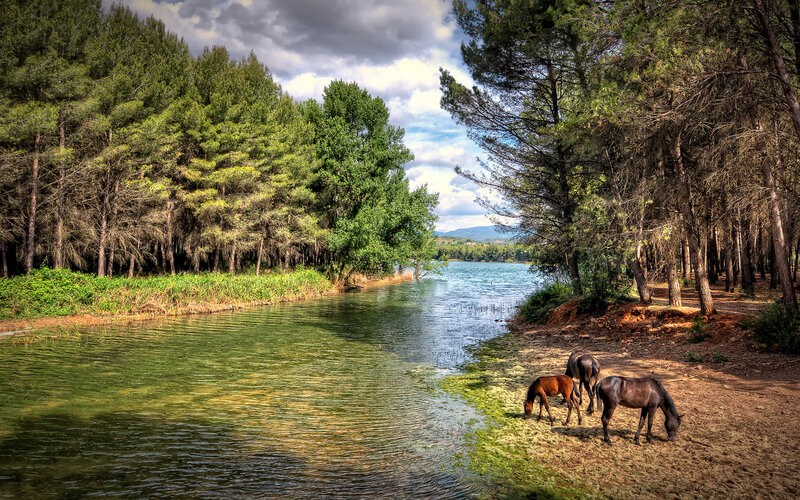 Horses Grazing by River — Green