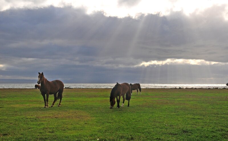 Horses grazing by the sea