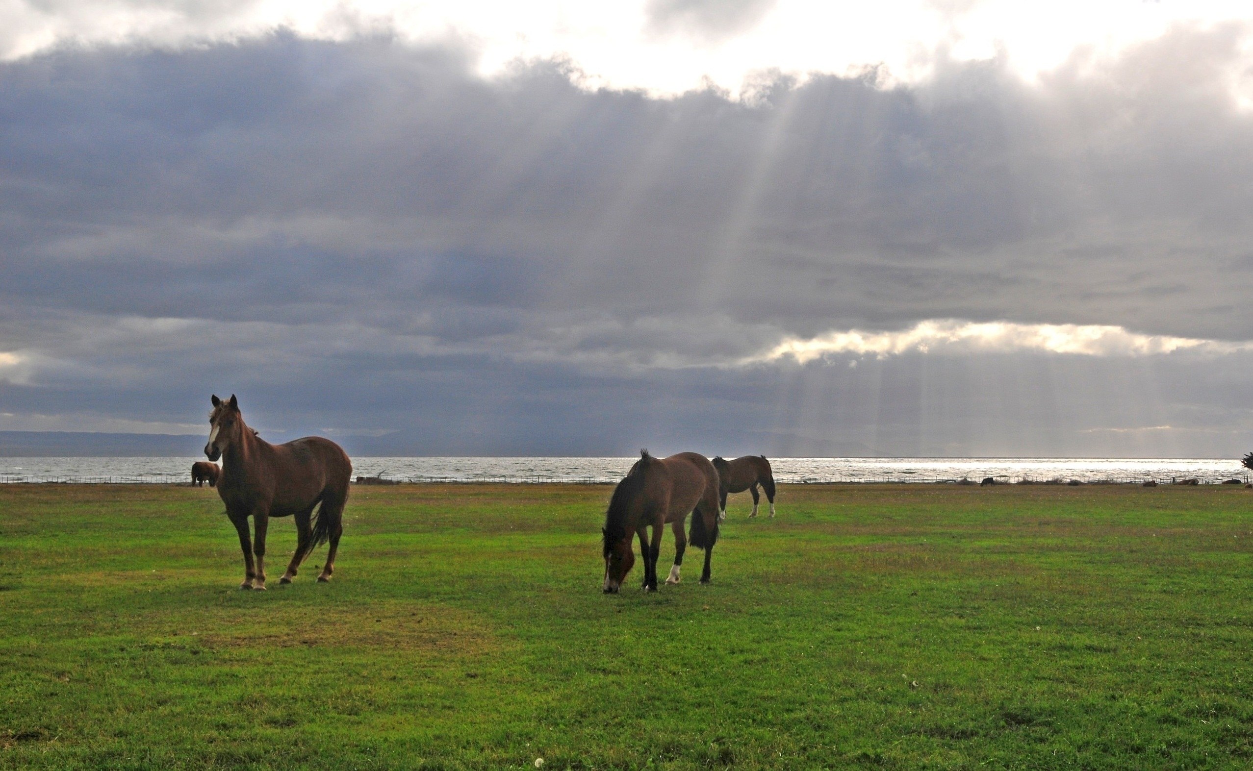 Horses grazing by the sea