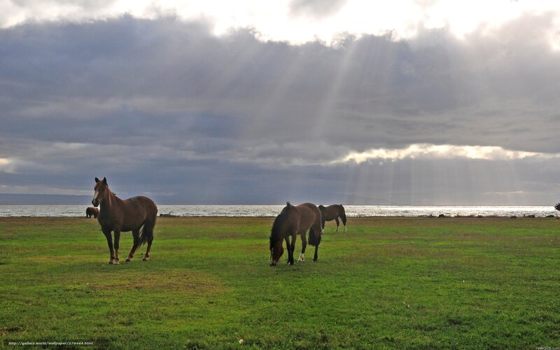 Horses grazing by the sea