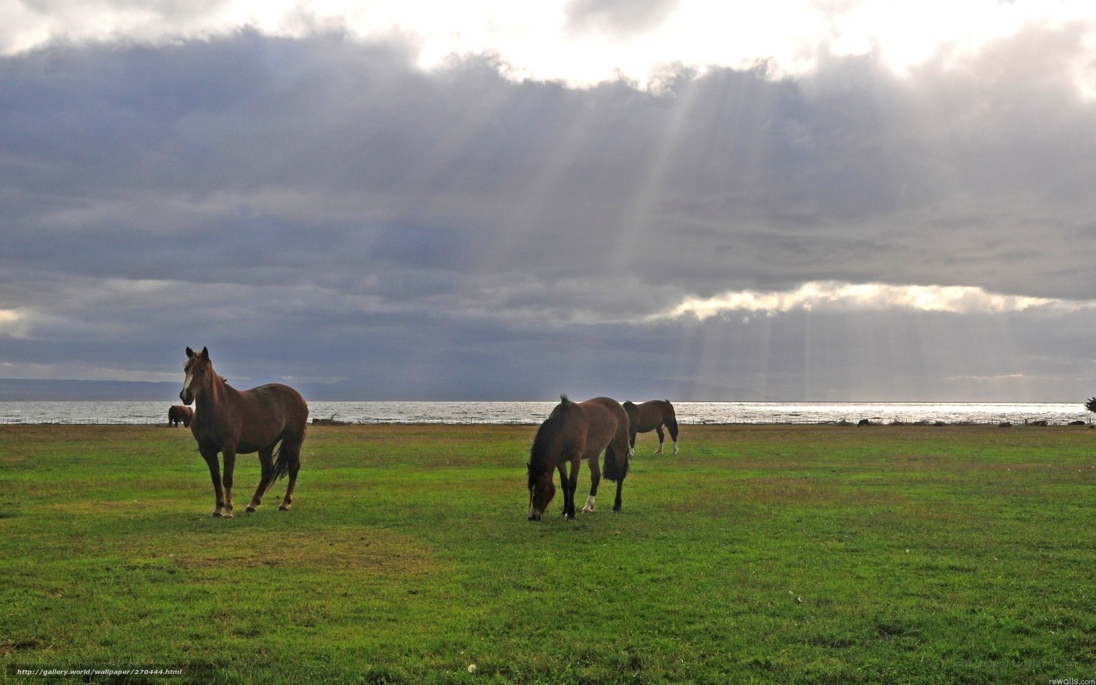 Horses grazing by the sea