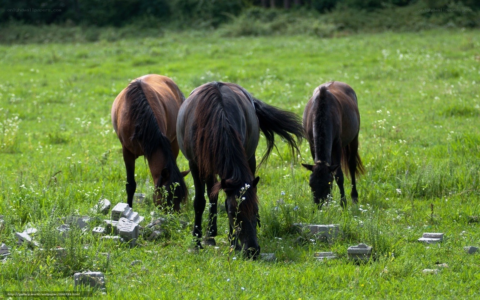 horses grazing in a field