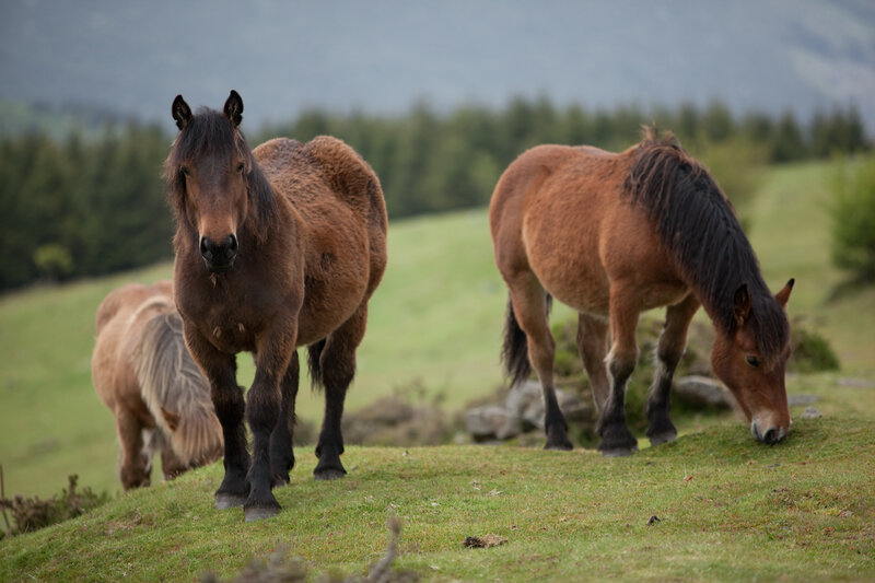 Horses grazing in a field