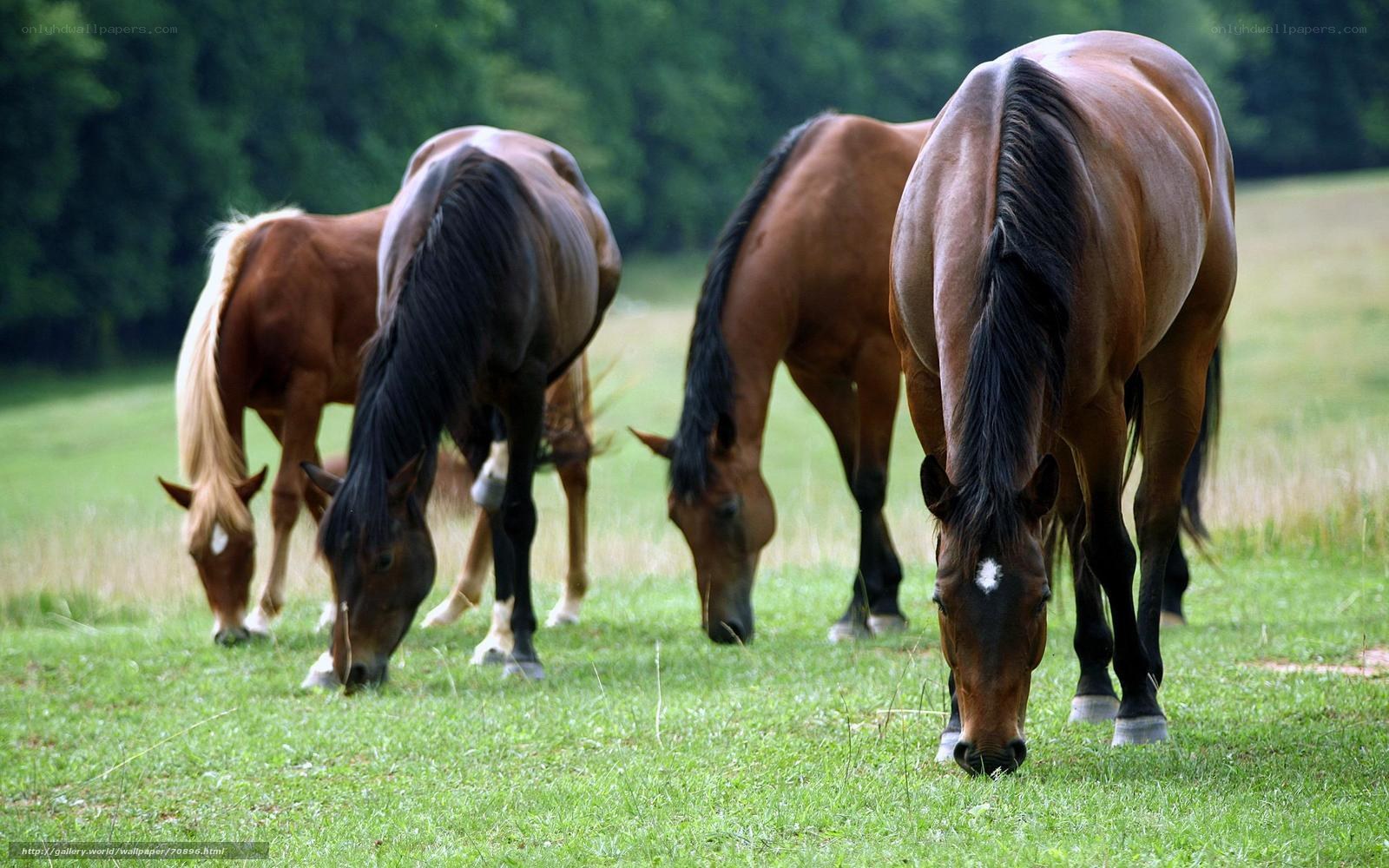 horses grazing in a field