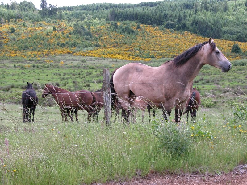 Horses grazing in a field