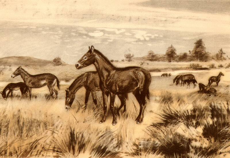 Horses grazing in a field