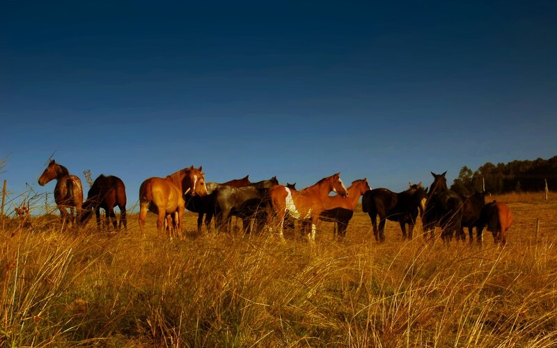Horses grazing in a field
