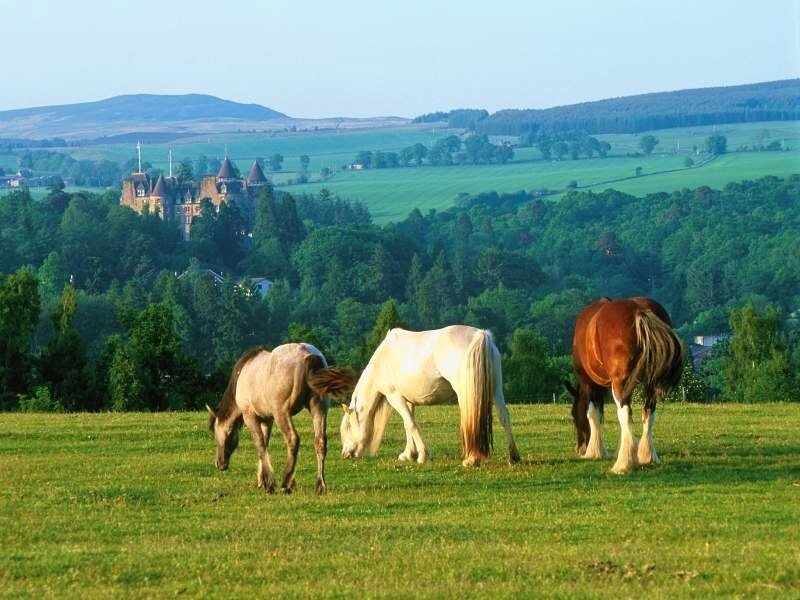horses grazing in a field