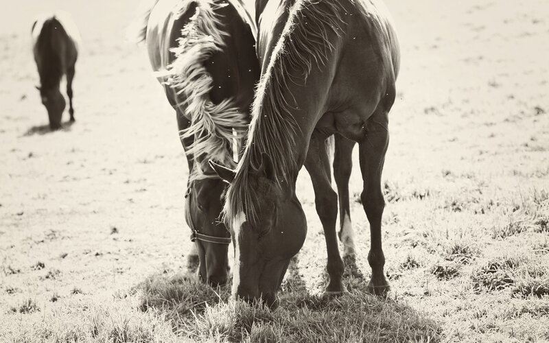 Horses grazing in a field