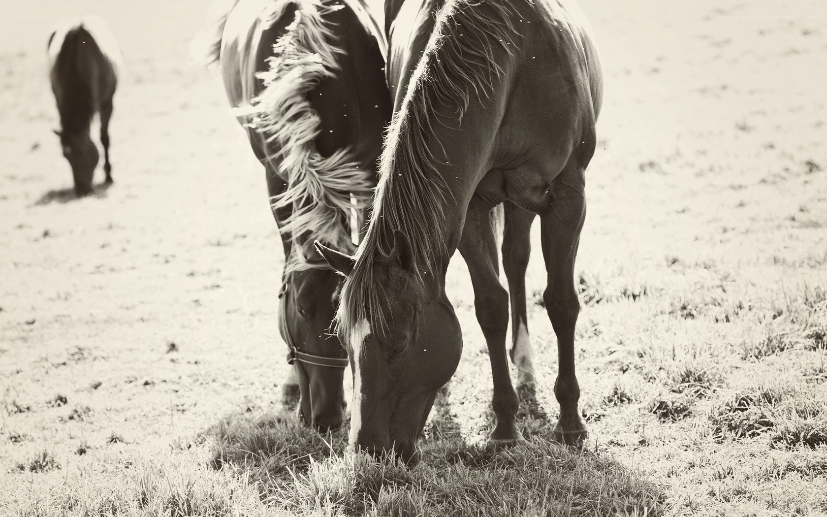 Horses grazing in a field